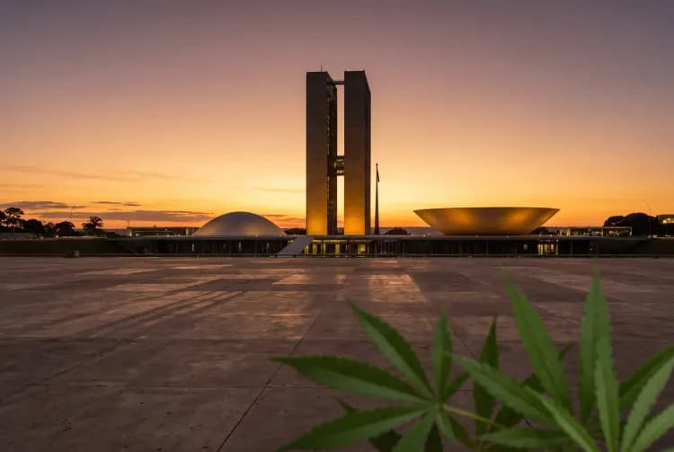 Brasil: Erika Hilton defendió la legalización de la marihuana y cuestionó las políticas de drogas actuales