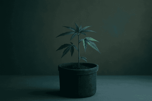 AGRO HEMP S.A. pidió inscribir el cultivar de cáñamo 2410 en el Registro Nacional de la Propiedad de Cultivares