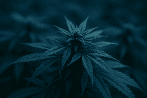 Solicitud de inscripción de cultivar de cáñamo por Fundación GEN registrada en INASE