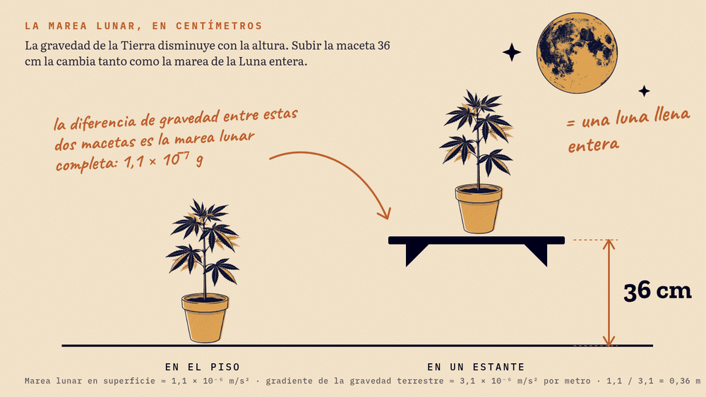Dos macetas con una planta: una en el piso y otra en un estante 36 centímetros más alto. La diferencia de gravedad entre las dos es igual a la marea lunar completa