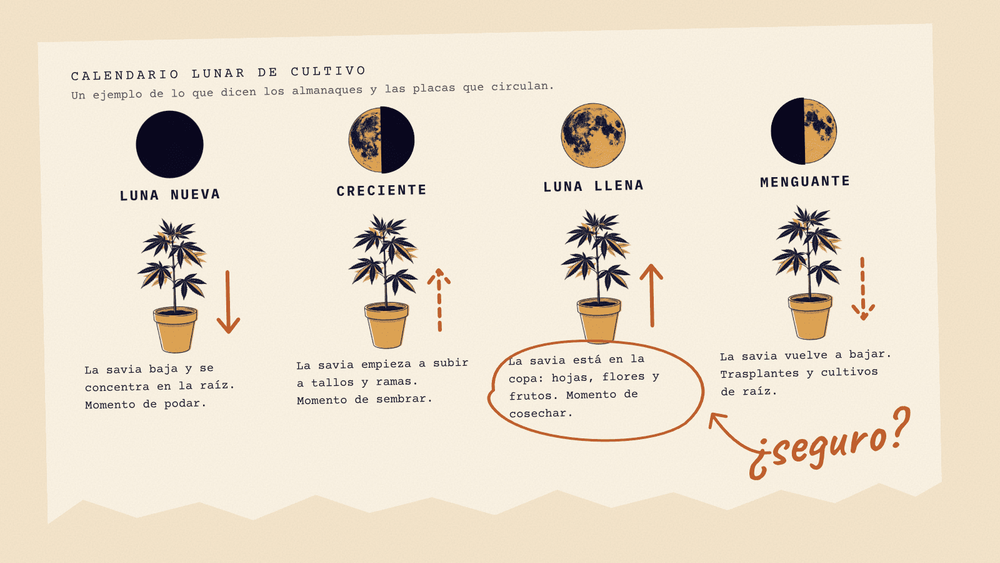 El calendario lunar de cultivo, redibujado: en cada fase, una flecha dice si la savia sube o baja, y una anotación a mano pregunta «¿seguro?»