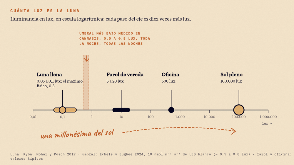 Escala logarítmica de iluminancia en lux: la luna llena entre 0,05 y 0,3; el umbral más bajo medido en cannabis entre 0,5 y 0,8; un farol de vereda entre 5 y 20; una oficina, 500; el sol pleno, 100.000