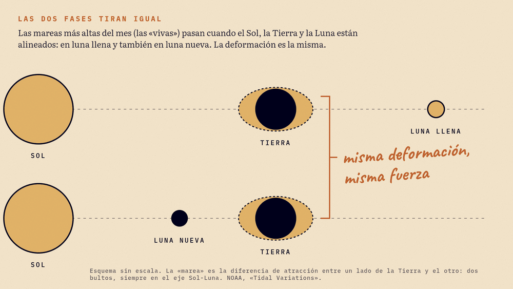 Esquema del Sol, la Tierra y la Luna alineados en luna llena y en luna nueva: en las dos, la Tierra muestra la misma deformación de marea