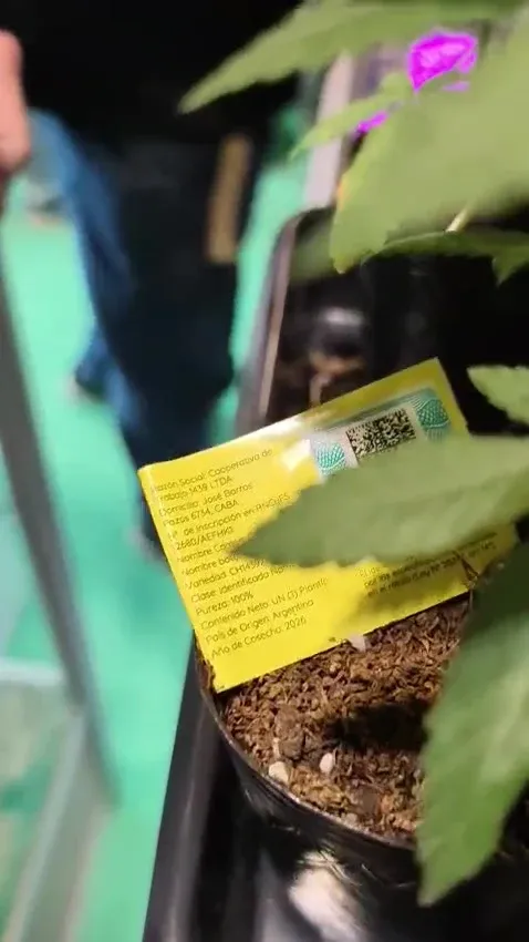 Maceta con un esqueje y su rótulo amarillo clavado en la tierra