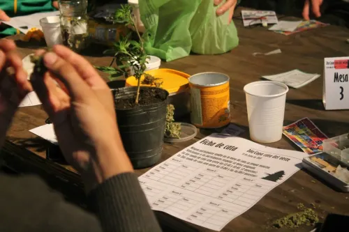 Manos desarmando una flor en la mesa de cata, junto a una ficha en blanco, Copa Cata del Oeste 2015