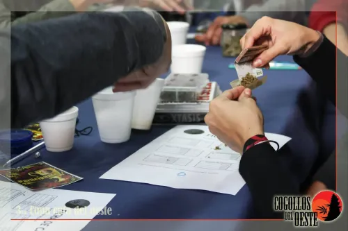 Manos armando un porro en la mesa de cata, entre vasos y fichas, Copa Cata del Oeste 2016
