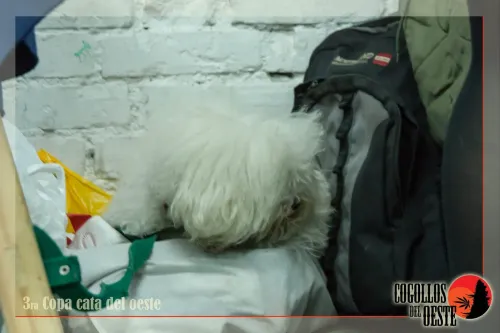 Perro blanco descansando entre bolsos y mochilas junto a una pared de ladrillos, Copa Cata del Oeste 2016