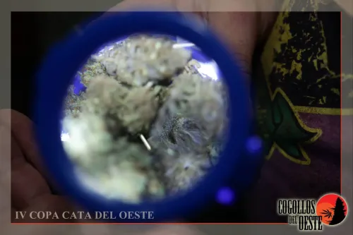 Flores vistas de cerca a través de una lupa azul sostenida en la mano, Copa Cata del Oeste 2017