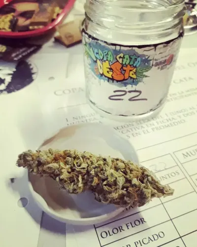 Flor en un platito y frasco de la muestra 22 sobre una ficha de cata, Copa Cata del Oeste 2018