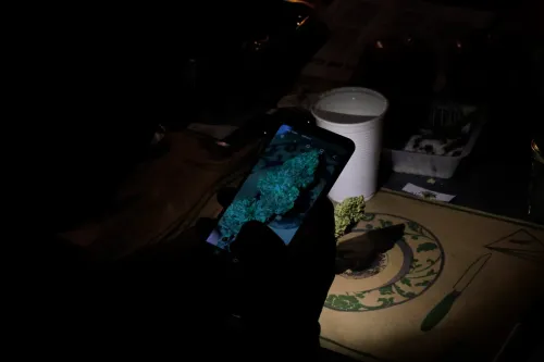Una mano sostiene un celular con la foto de una flor junto al cogollo real, Copa Cata del Oeste 2019