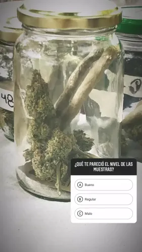 Frasco de muestra con flores y porros armados adentro, junto a otros frascos numerados, Copa Cata del Oeste 2021