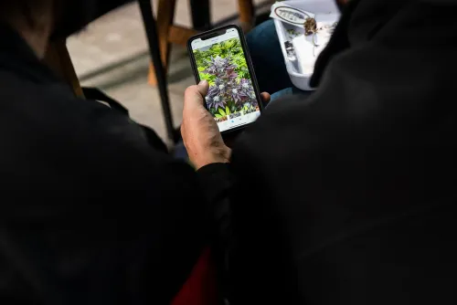 Dos personas de espaldas comparan una muestra con la foto de una planta, Copa Cata del Oeste 2022